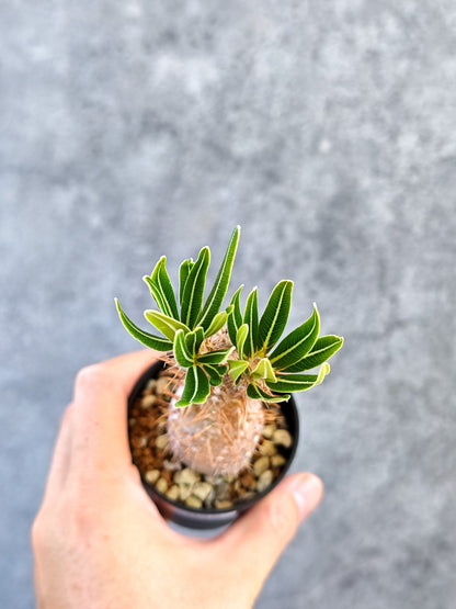 【現品限り】パキポディウム・グラキリス 実生【K35】 Pachypodium gracilius