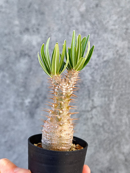 【現品限り】パキポディウム・グラキリス 実生【K35】 Pachypodium gracilius