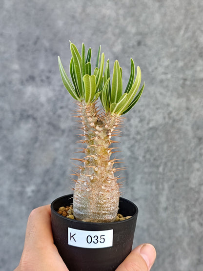 【現品限り】パキポディウム・グラキリス 実生【K35】 Pachypodium gracilius