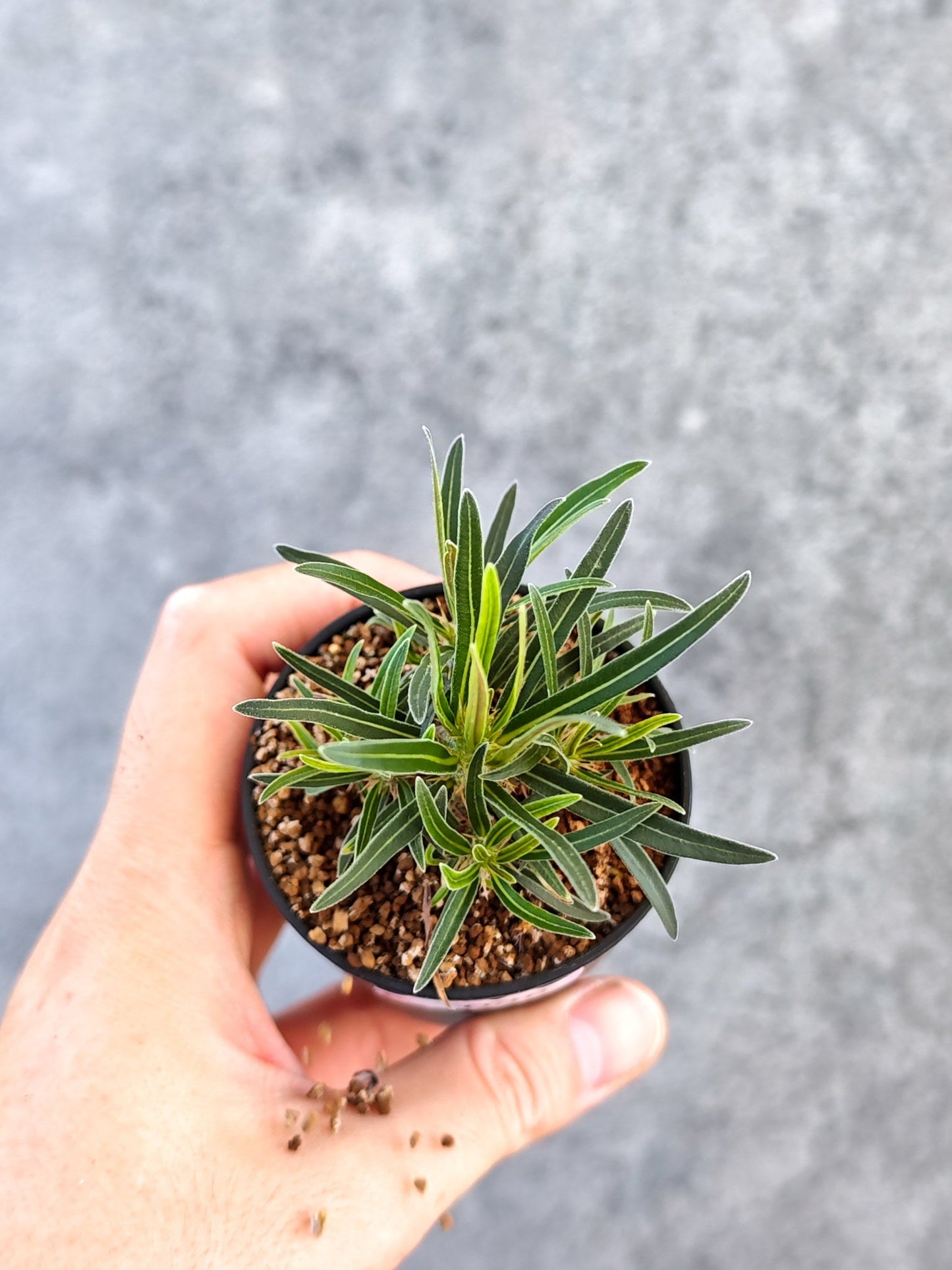 【現品限り】パキポディウム・グラキリス 実生【K36】 Pachypodium gracilius