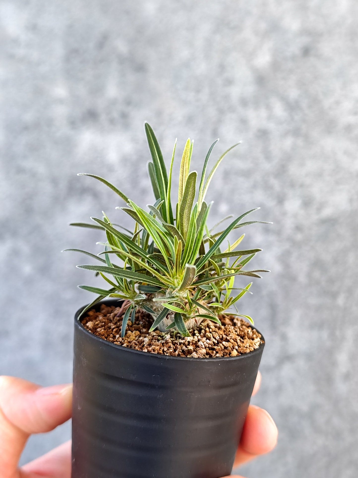 【現品限り】パキポディウム・グラキリス 実生【K36】 Pachypodium gracilius