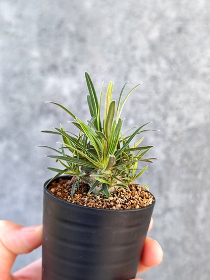 【現品限り】パキポディウム・グラキリス 実生【K36】 Pachypodium gracilius