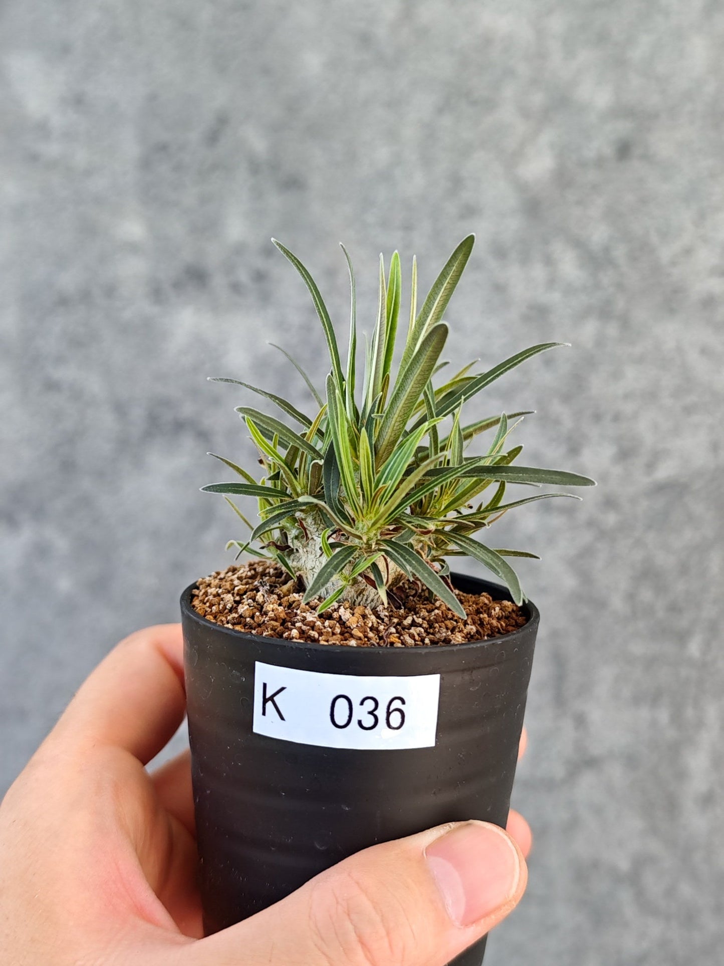 【現品限り】パキポディウム・グラキリス 実生【K36】 Pachypodium gracilius