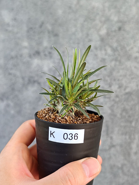【現品限り】パキポディウム・グラキリス 実生【K36】 Pachypodium gracilius
