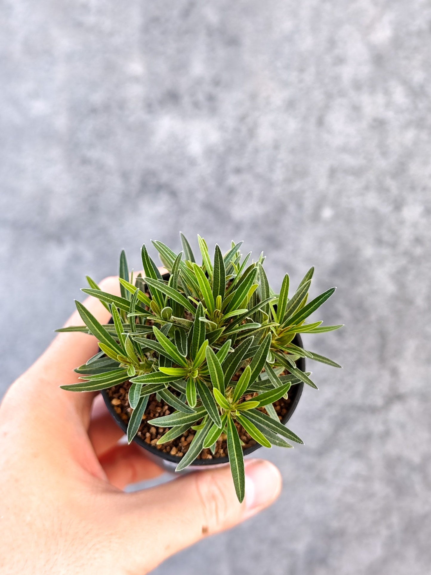 【現品限り】パキポディウム・グラキリス 実生【K37】 Pachypodium gracilius