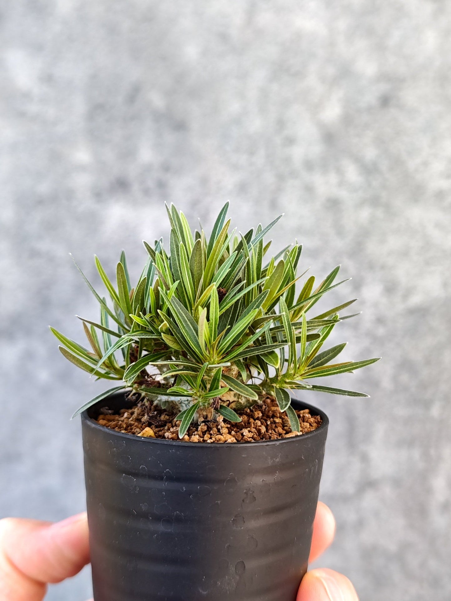 【現品限り】パキポディウム・グラキリス 実生【K37】 Pachypodium gracilius