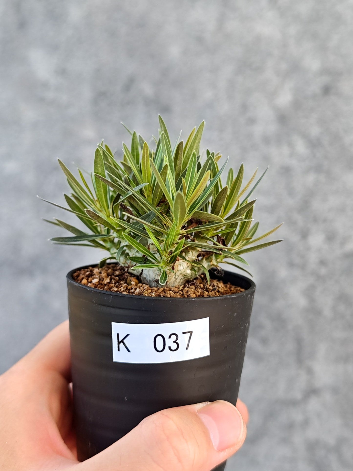 【現品限り】パキポディウム・グラキリス 実生【K37】 Pachypodium gracilius