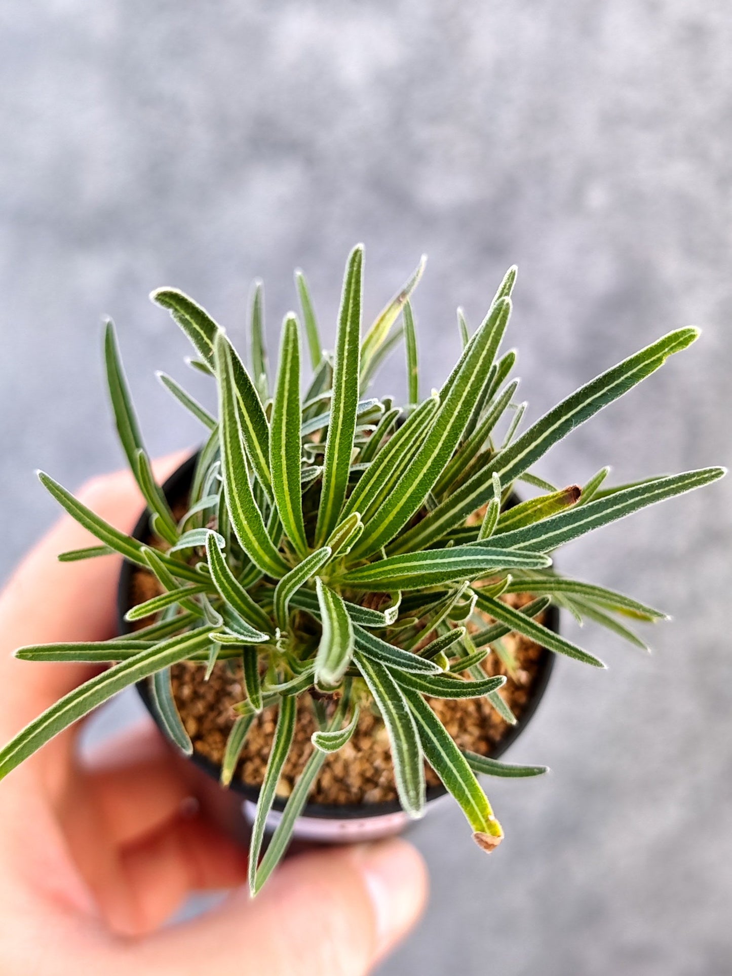 【現品限り】パキポディウム・グラキリス 実生【K38】 Pachypodium gracilius