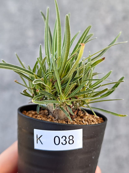 【現品限り】パキポディウム・グラキリス 実生【K38】 Pachypodium gracilius