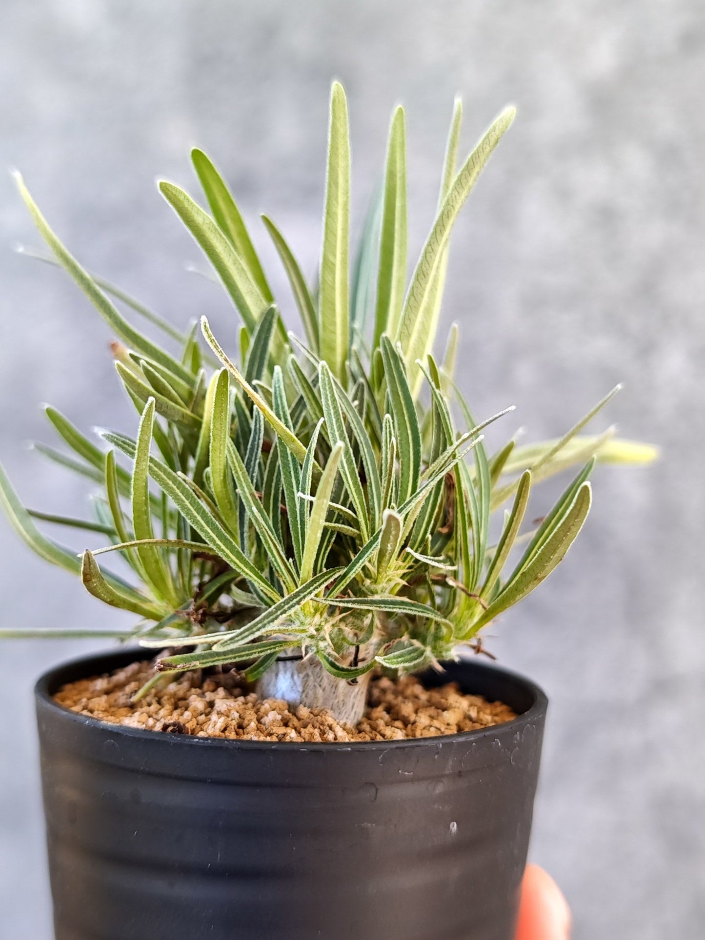 【現品限り】パキポディウム・グラキリス 実生【K38】 Pachypodium gracilius