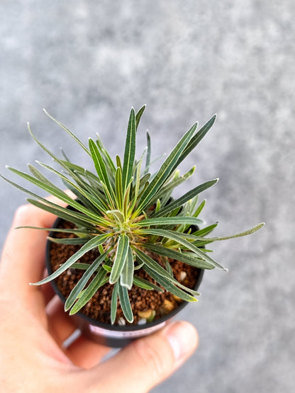 【現品限り】パキポディウム・グラキリス 実生【K39】 Pachypodium gracilius