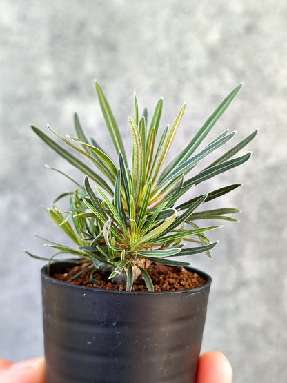 【現品限り】パキポディウム・グラキリス 実生【K39】 Pachypodium gracilius