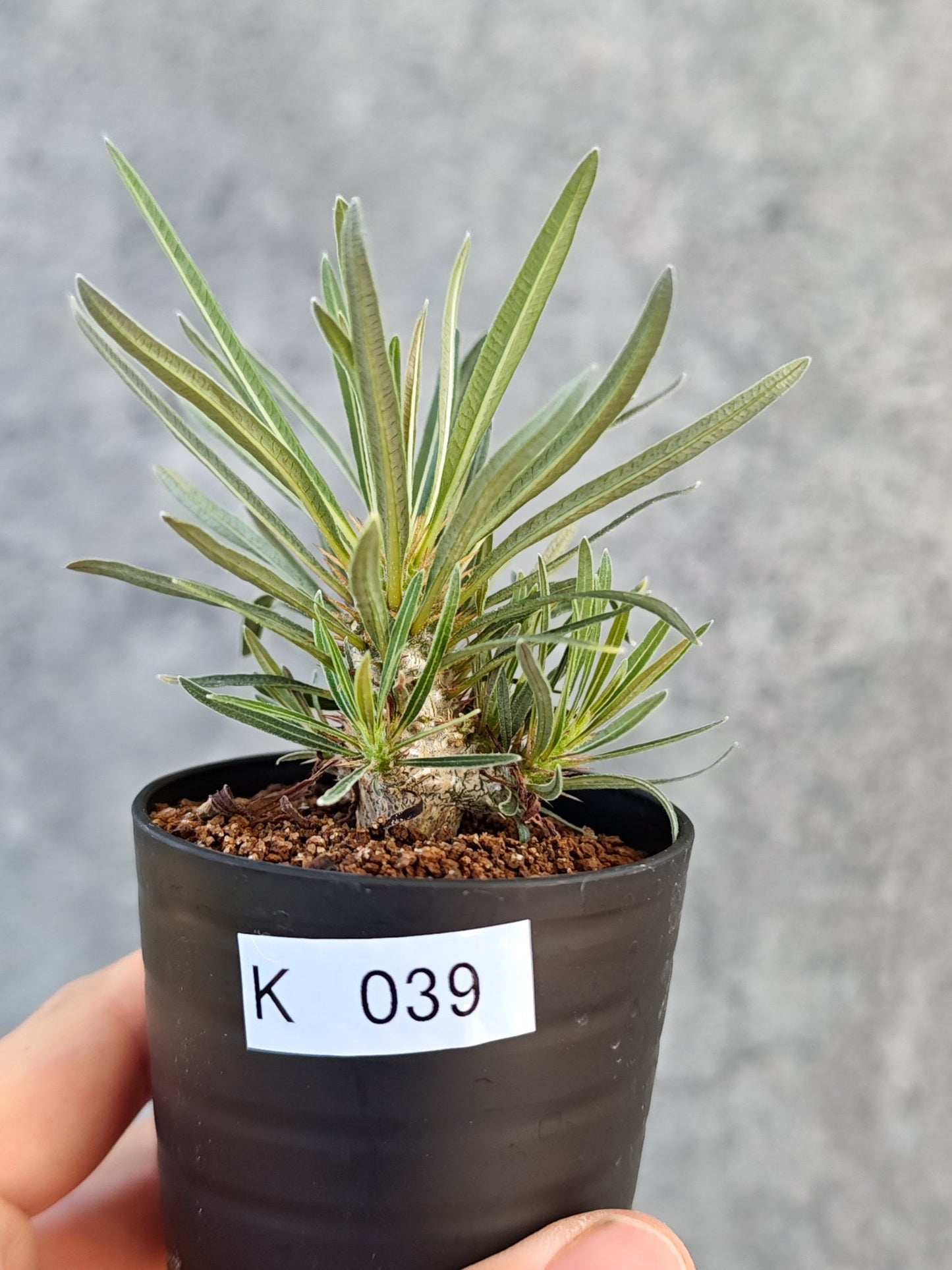 【現品限り】パキポディウム・グラキリス 実生【K39】 Pachypodium gracilius