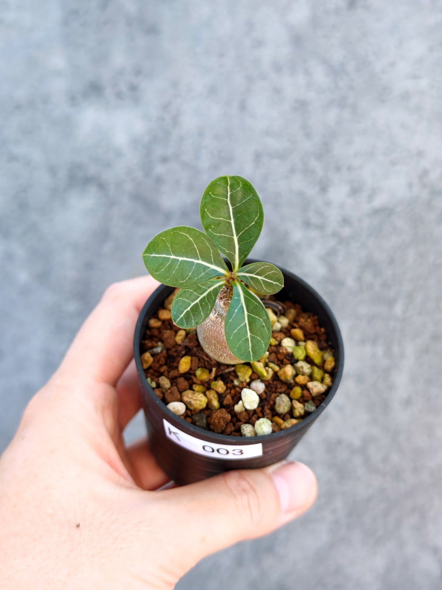 【現品限り】アデニウム・ソコトラナム 実生【K3】 Adenium socotranum