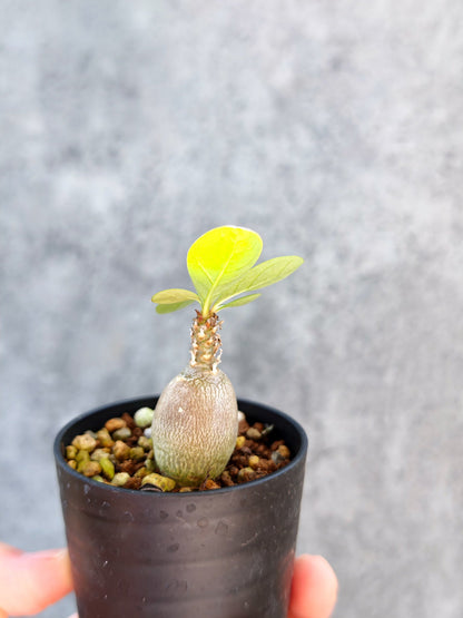 【現品限り】アデニウム・ソコトラナム 実生【K3】 Adenium socotranum