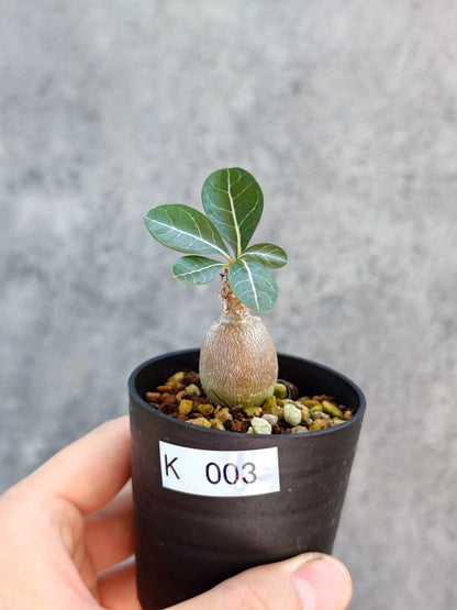 【現品限り】アデニウム・ソコトラナム 実生【K3】 Adenium socotranum