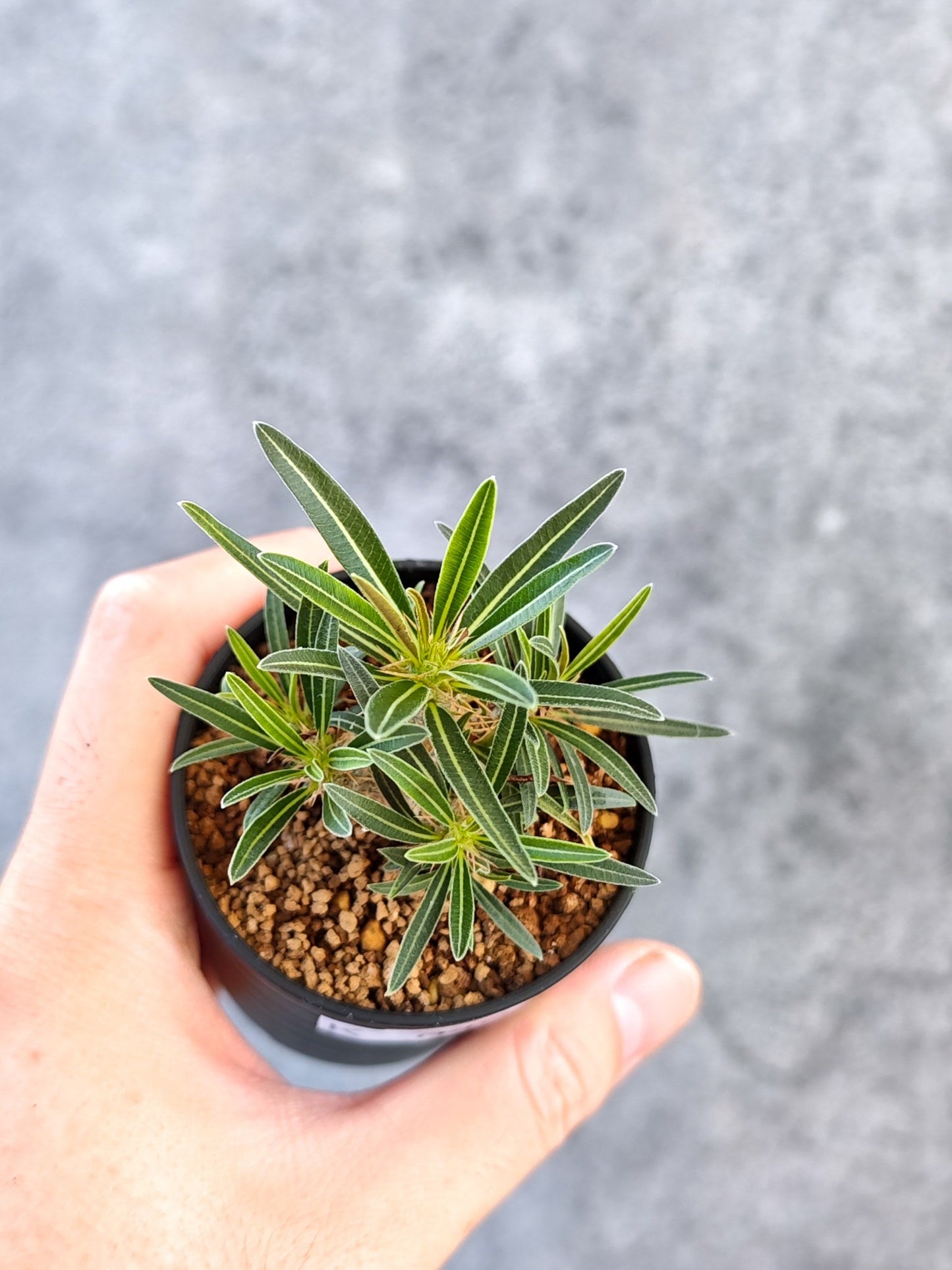 【現品限り】パキポディウム・グラキリス 実生【K40】 Pachypodium gracilius