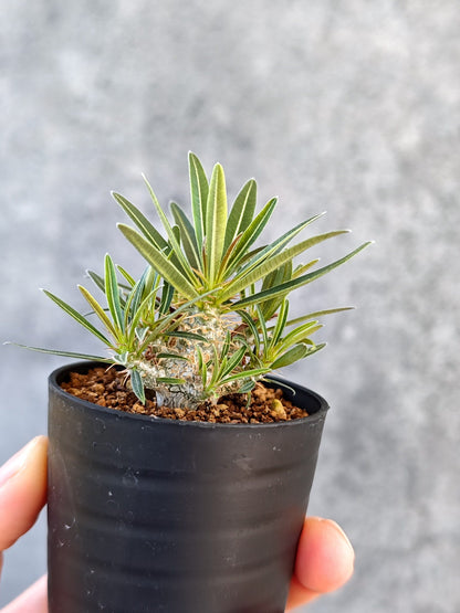 【現品限り】パキポディウム・グラキリス 実生【K40】 Pachypodium gracilius