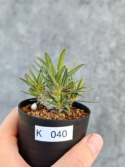 【現品限り】パキポディウム・グラキリス 実生【K40】 Pachypodium gracilius