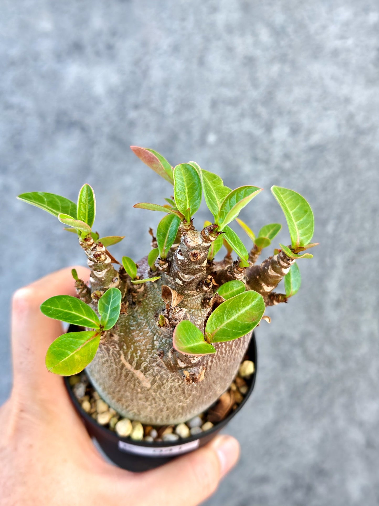 【現品限り】アデニウム・アラビカム ブラックスキン 実生【K41】 Adenium arabicum 'Black skin'