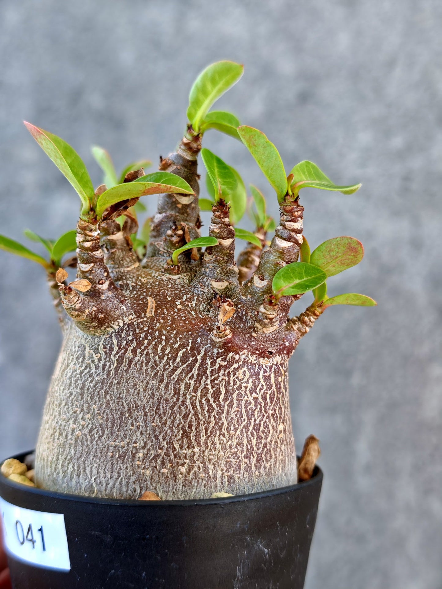 【現品限り】アデニウム・アラビカム ブラックスキン 実生【K41】 Adenium arabicum 'Black skin'