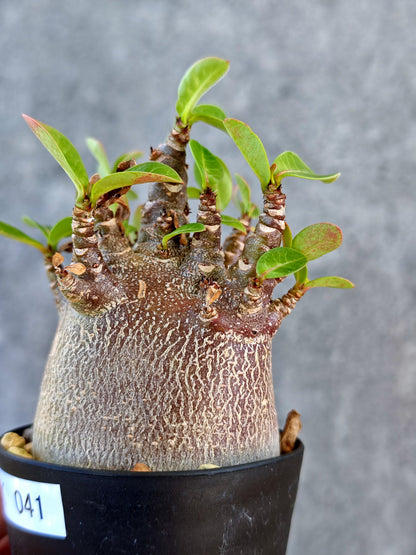 【現品限り】アデニウム・アラビカム ブラックスキン 実生【K41】 Adenium arabicum 'Black skin'