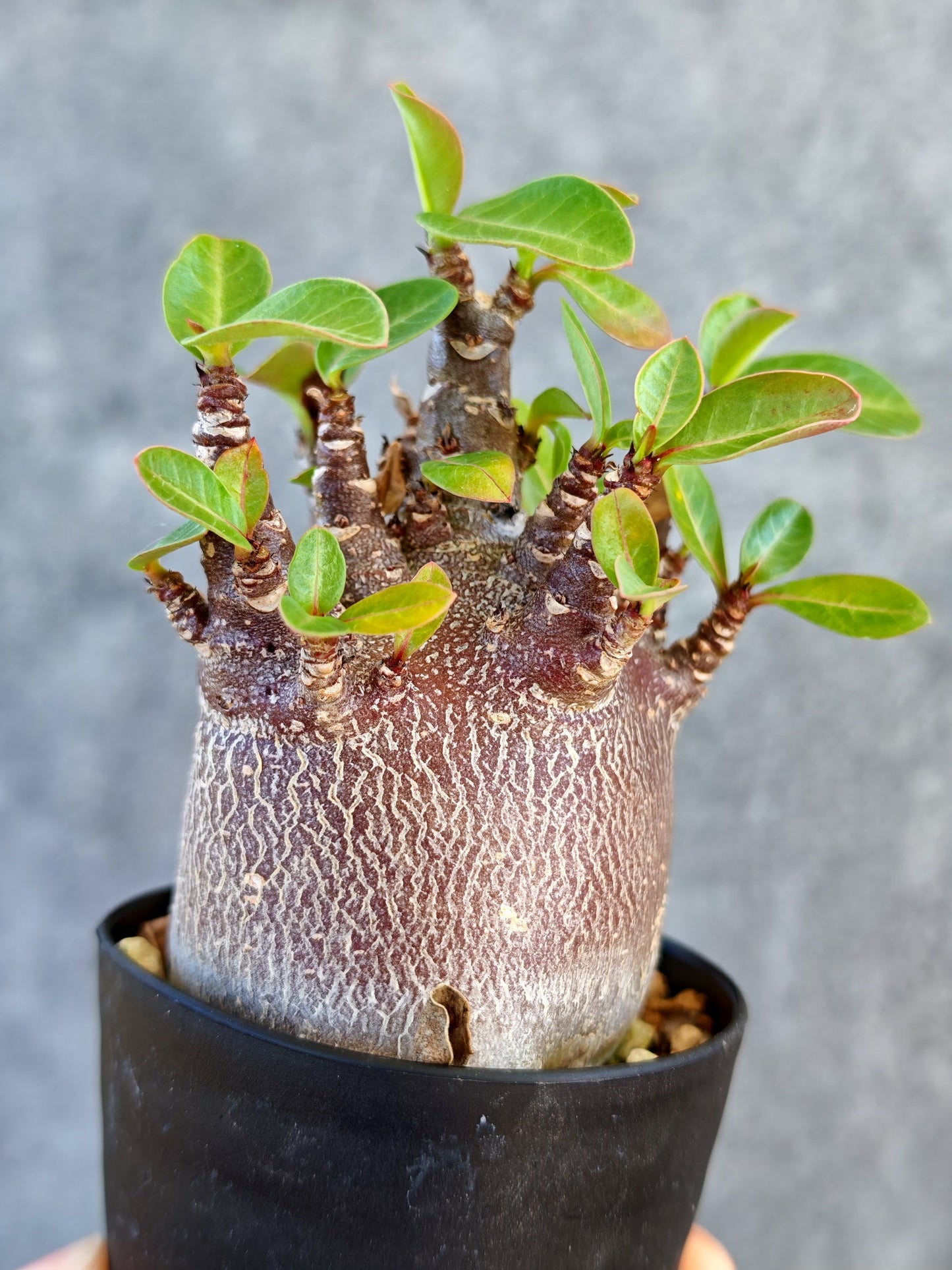 【現品限り】アデニウム・アラビカム ブラックスキン 実生【K41】 Adenium arabicum 'Black skin'