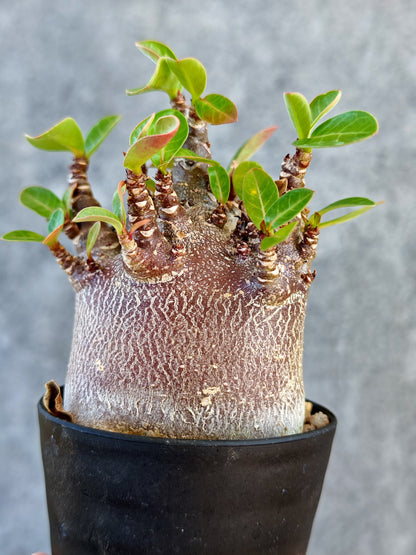 【現品限り】アデニウム・アラビカム ブラックスキン 実生【K41】 Adenium arabicum 'Black skin'
