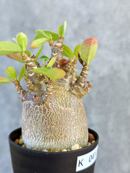 【現品限り】アデニウム・アラビカム ブラックスキン 実生【K41】 Adenium arabicum 'Black skin'