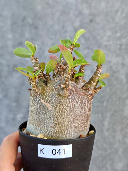 【現品限り】アデニウム・アラビカム ブラックスキン 実生【K41】 Adenium arabicum 'Black skin'