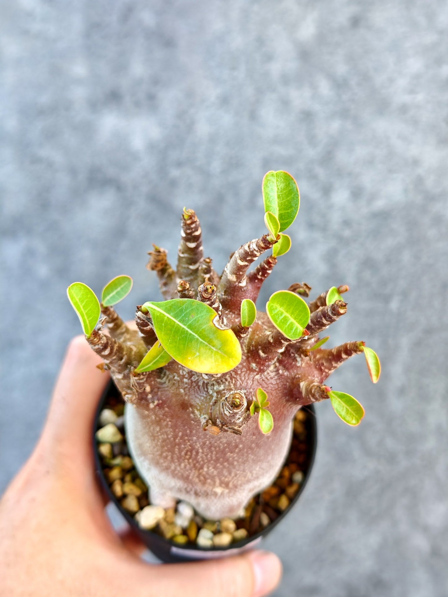 【現品限り】アデニウム・アラビカム ブラックスキン 実生【K42】 Adenium arabicum 'Black skin'