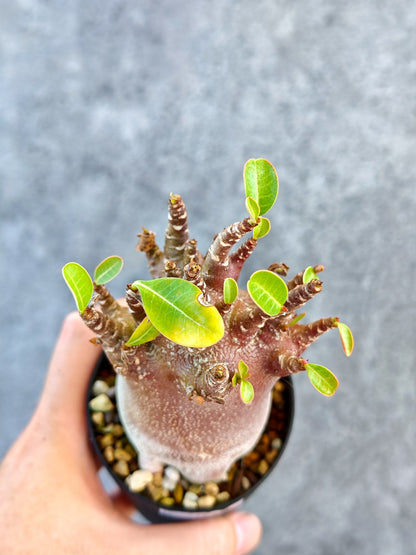 【現品限り】アデニウム・アラビカム ブラックスキン 実生【K42】 Adenium arabicum 'Black skin'