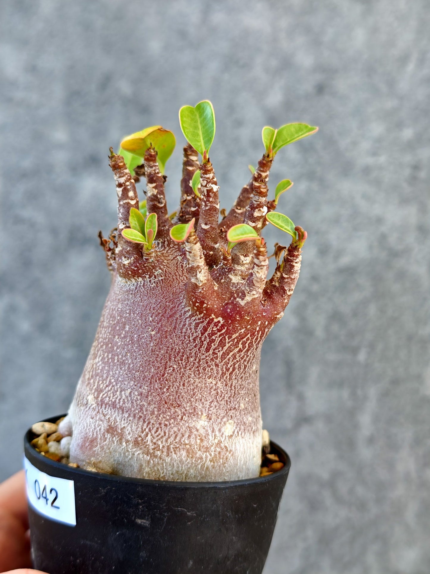 【現品限り】アデニウム・アラビカム ブラックスキン 実生【K42】 Adenium arabicum 'Black skin'