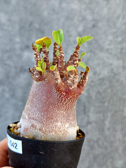 【現品限り】アデニウム・アラビカム ブラックスキン 実生【K42】 Adenium arabicum 'Black skin'