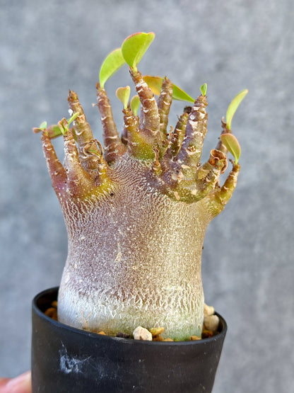 【現品限り】アデニウム・アラビカム ブラックスキン 実生【K42】 Adenium arabicum 'Black skin'