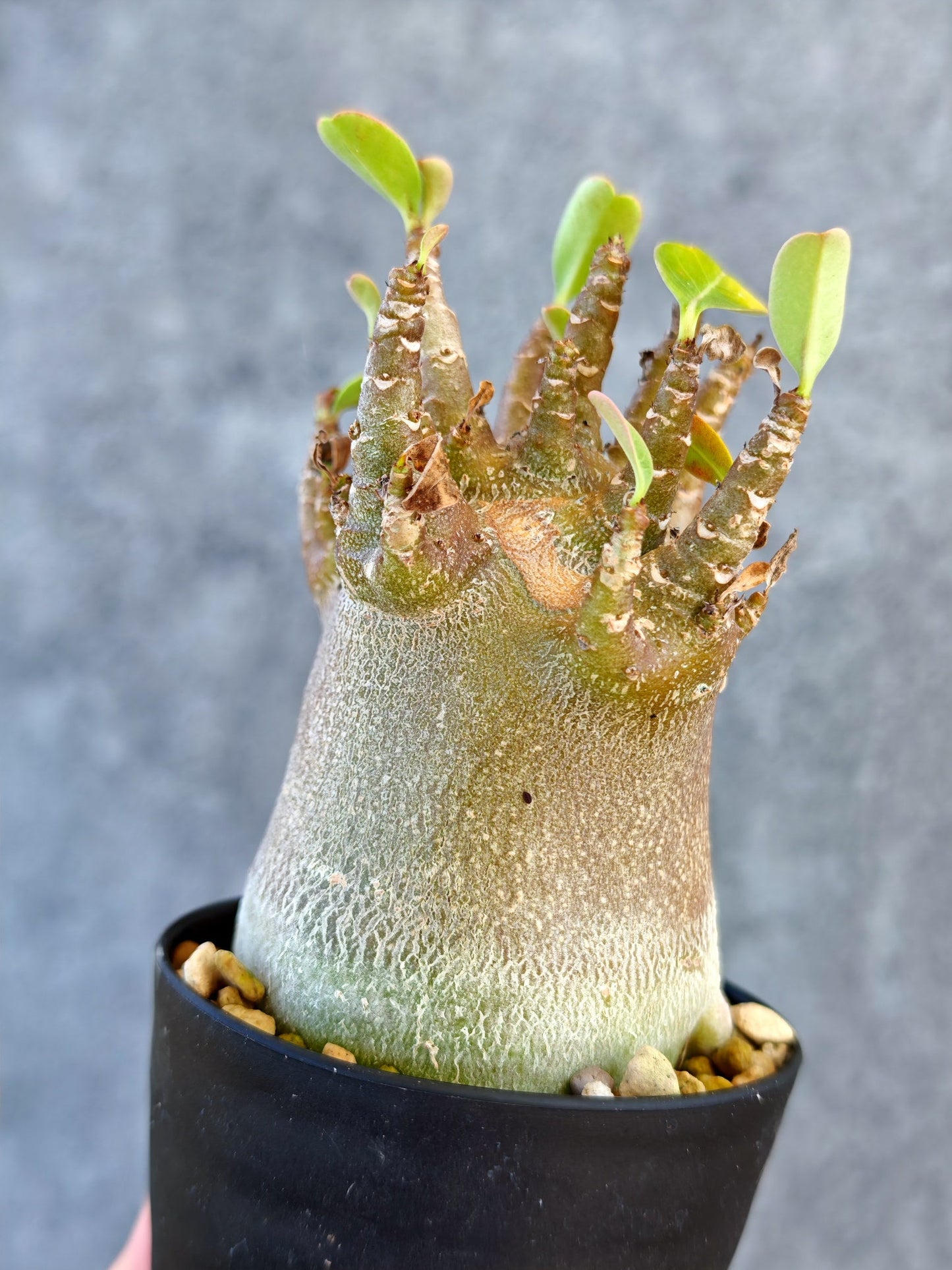 【現品限り】アデニウム・アラビカム ブラックスキン 実生【K42】 Adenium arabicum 'Black skin'