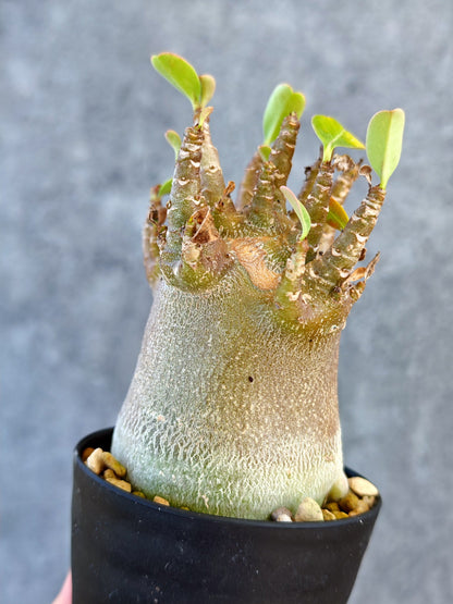 【現品限り】アデニウム・アラビカム ブラックスキン 実生【K42】 Adenium arabicum 'Black skin'