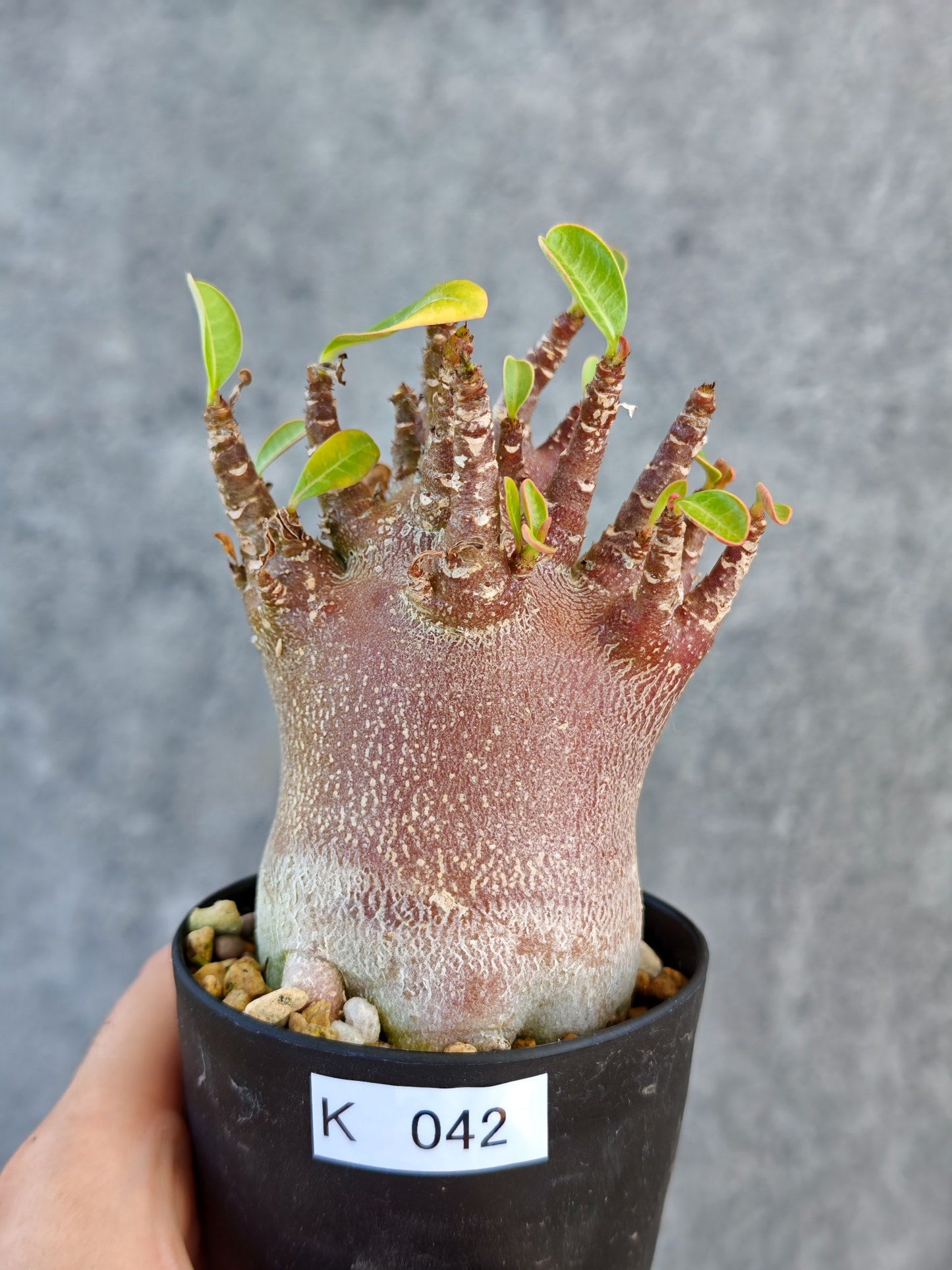 【現品限り】アデニウム・アラビカム ブラックスキン 実生【K42】 Adenium arabicum 'Black skin'