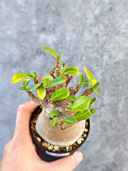 【現品限り】アデニウム・アラビカム ブラックスキン 実生【K43】 Adenium arabicum 'Black skin'