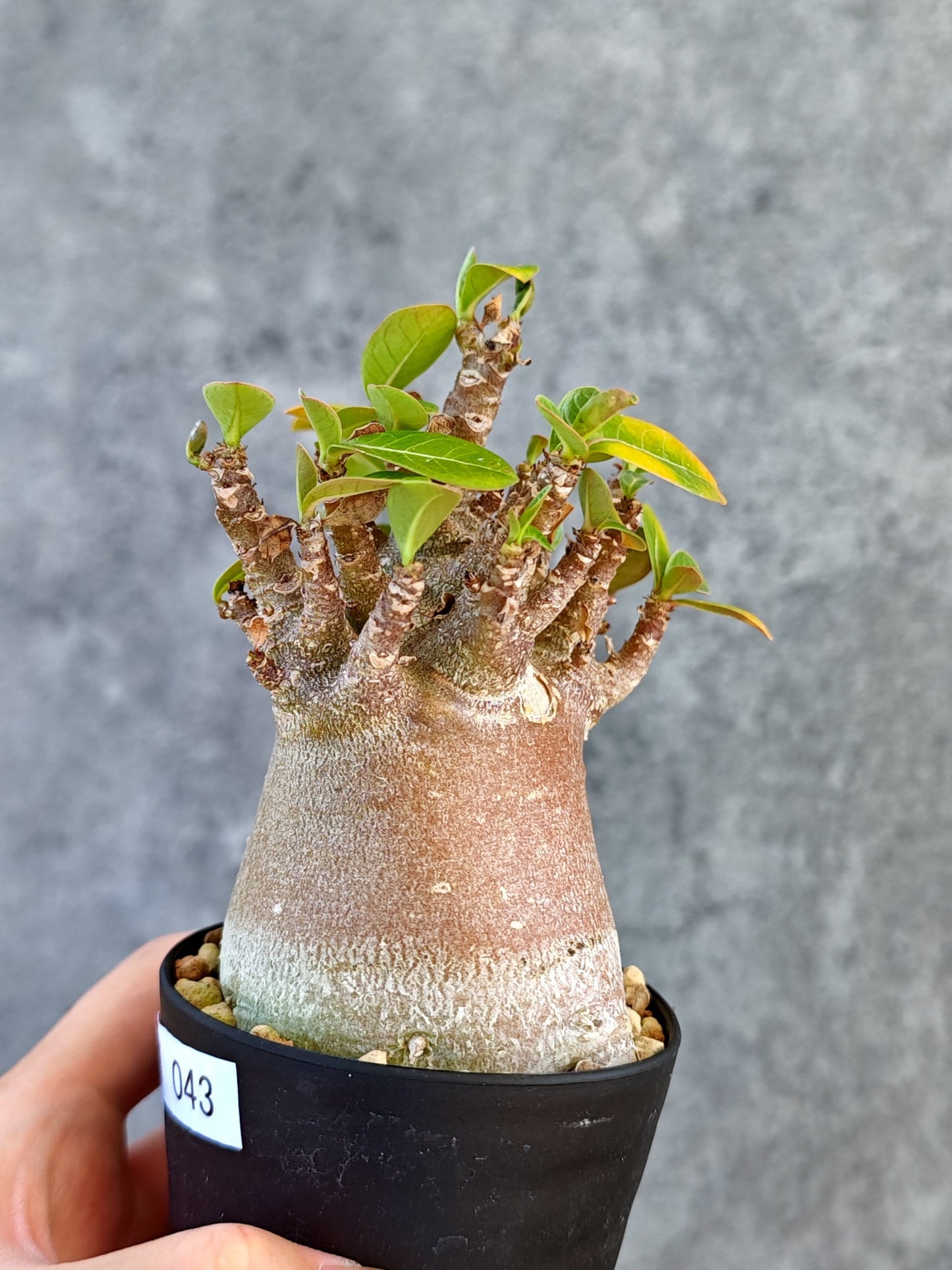 【現品限り】アデニウム・アラビカム ブラックスキン 実生【K43】 Adenium arabicum 'Black skin'