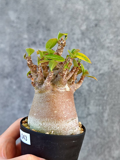 【現品限り】アデニウム・アラビカム ブラックスキン 実生【K43】 Adenium arabicum 'Black skin'