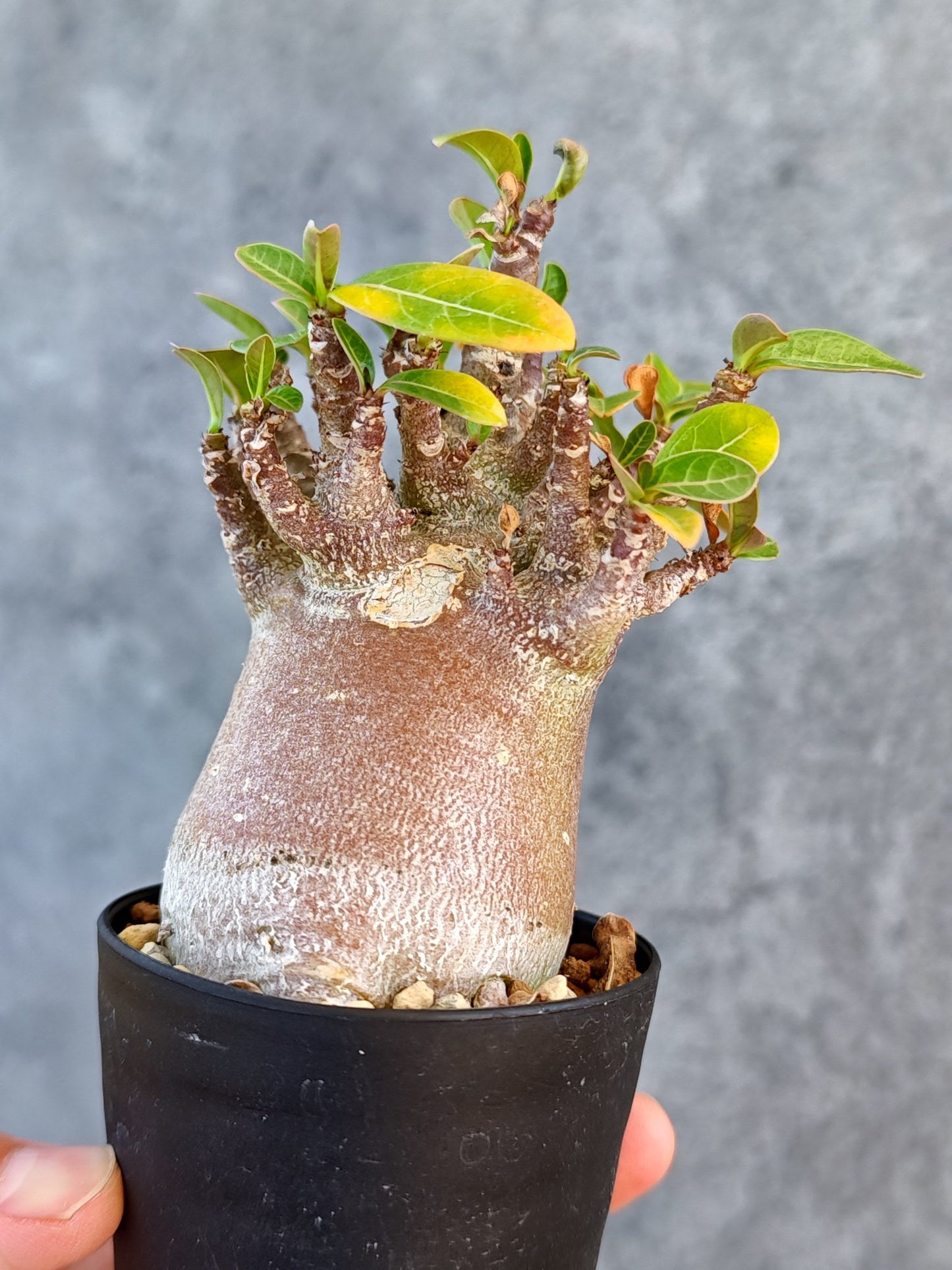 【現品限り】アデニウム・アラビカム ブラックスキン 実生【K43】 Adenium arabicum 'Black skin'