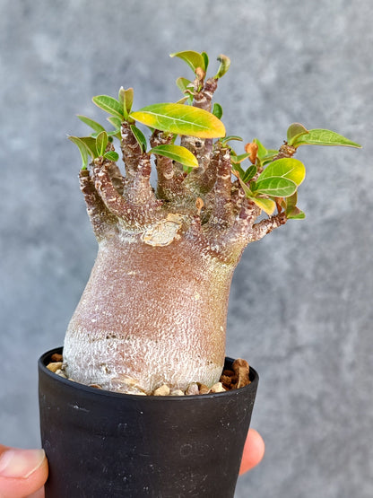【現品限り】アデニウム・アラビカム ブラックスキン 実生【K43】 Adenium arabicum 'Black skin'