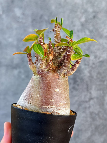 【現品限り】アデニウム・アラビカム ブラックスキン 実生【K43】 Adenium arabicum 'Black skin'