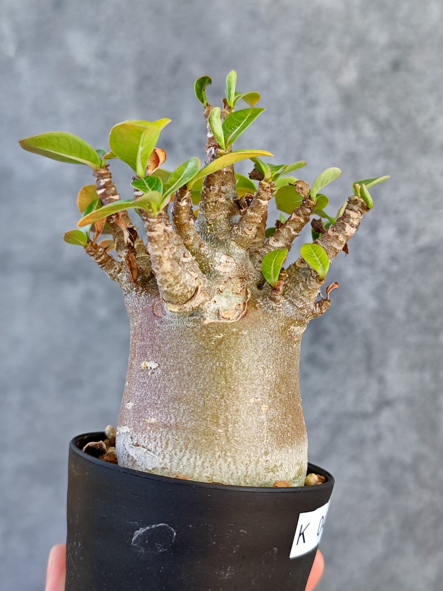 【現品限り】アデニウム・アラビカム ブラックスキン 実生【K43】 Adenium arabicum 'Black skin'