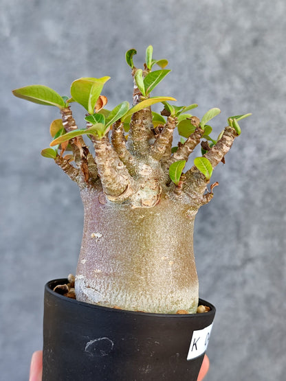 【現品限り】アデニウム・アラビカム ブラックスキン 実生【K43】 Adenium arabicum 'Black skin'