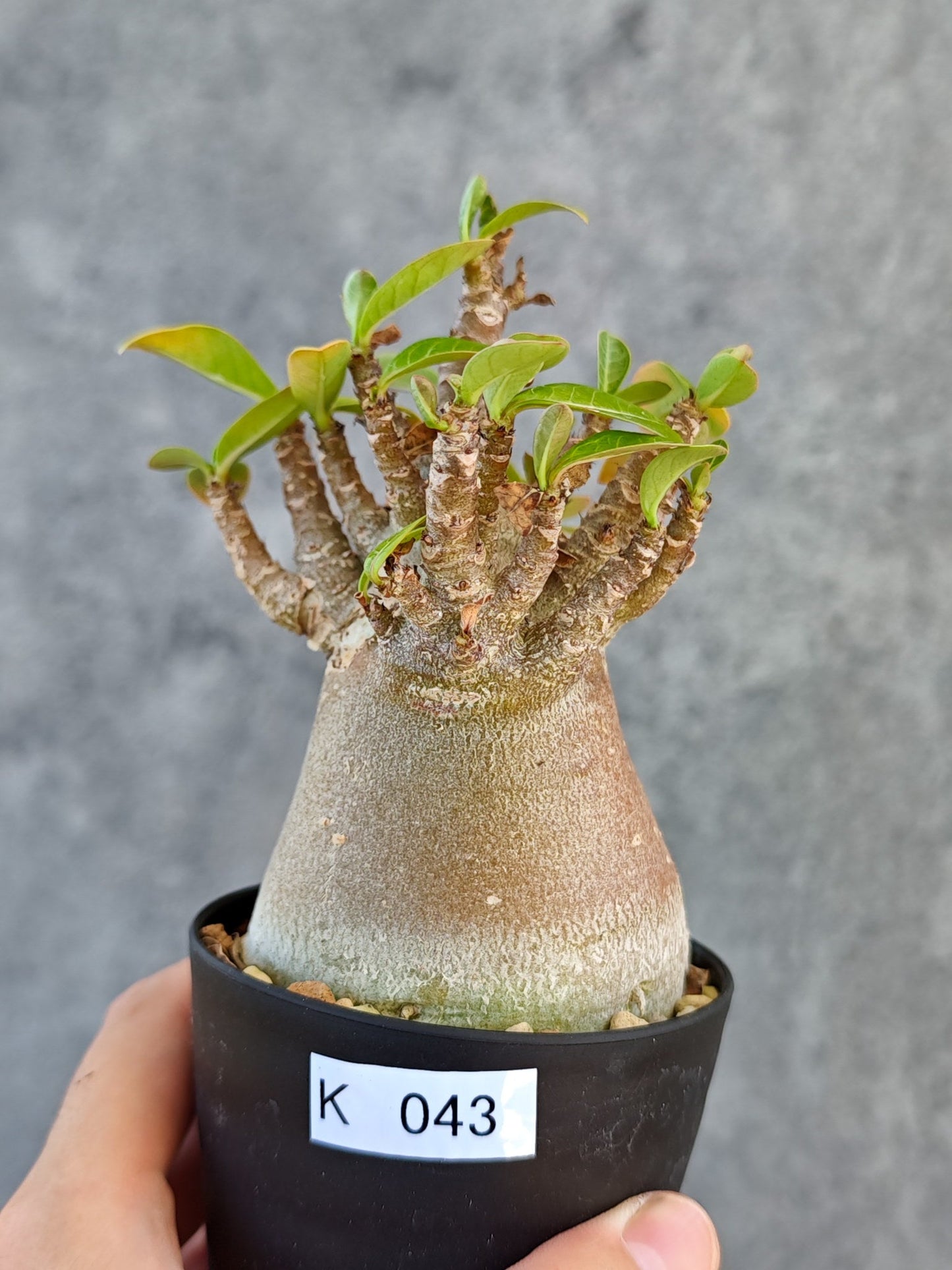 【現品限り】アデニウム・アラビカム ブラックスキン 実生【K43】 Adenium arabicum 'Black skin'