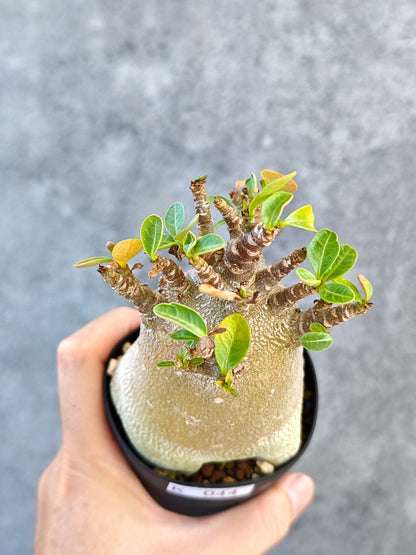 【現品限り】アデニウム・アラビカム ブラックスキン 実生【K44】 Adenium arabicum 'Black skin'