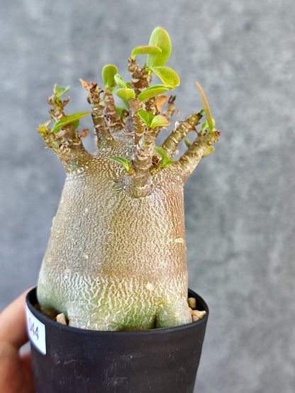 【現品限り】アデニウム・アラビカム ブラックスキン 実生【K44】 Adenium arabicum 'Black skin'