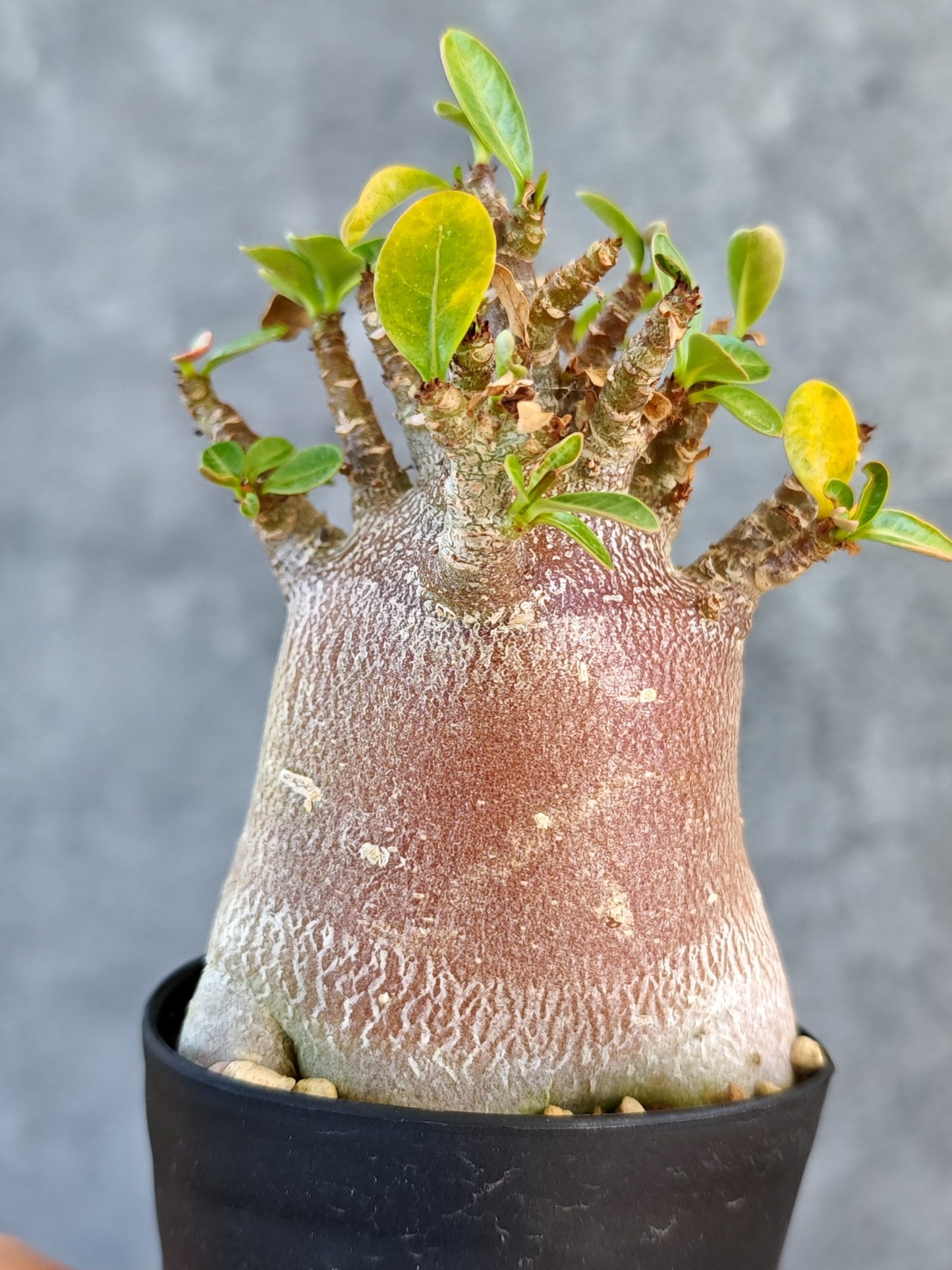 【現品限り】アデニウム・アラビカム ブラックスキン 実生【K44】 Adenium arabicum 'Black skin'